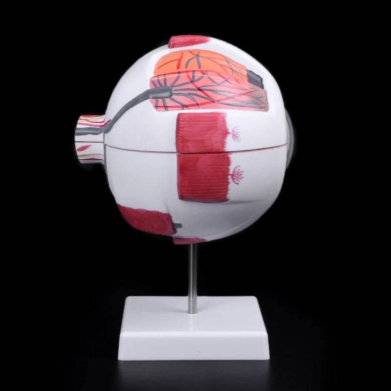 Modelo de anatomia do globo ocular para estudo de doenças oculares 6X 3X Modelo de anatomia do olho humano Órgãos humanos Acessório de ensino - ToylandEU