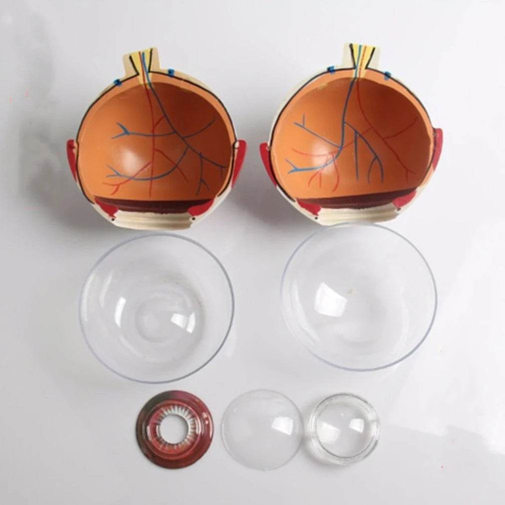 Modelo de anatomia do globo ocular para estudo de doenças oculares 6X 3X Modelo de anatomia do olho humano Órgãos humanos Acessório de ensino - ToylandEU