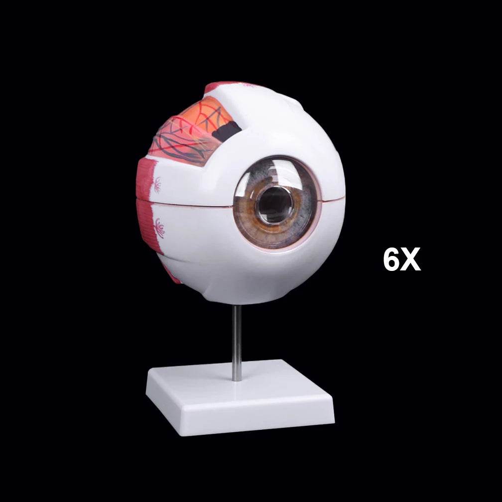 Modelo de anatomia do globo ocular para estudo de doenças oculares 6X 3X Modelo de anatomia do olho humano Órgãos humanos Acessório de ensino - ToylandEU