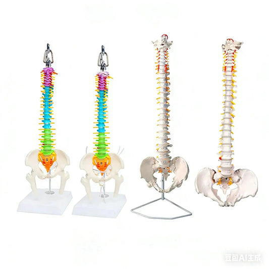  Flexible Spine Model 45cm With Pelvis For Anatomy Teaching -  ToylandEU™