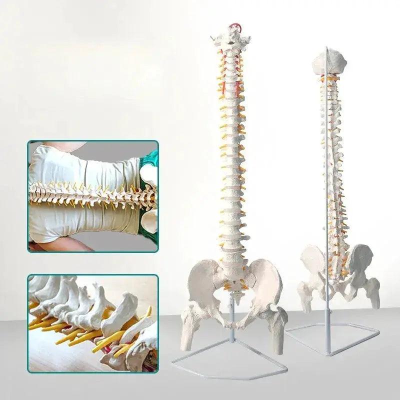  Flexible Spine Model 45cm With Pelvis For Anatomy Teaching -  ToylandEU™