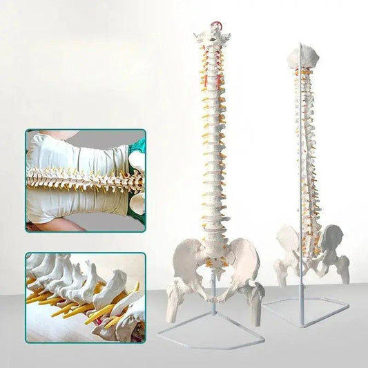  Flexible Spine Model 45cm With Pelvis For Anatomy Teaching -  ToylandEU™
