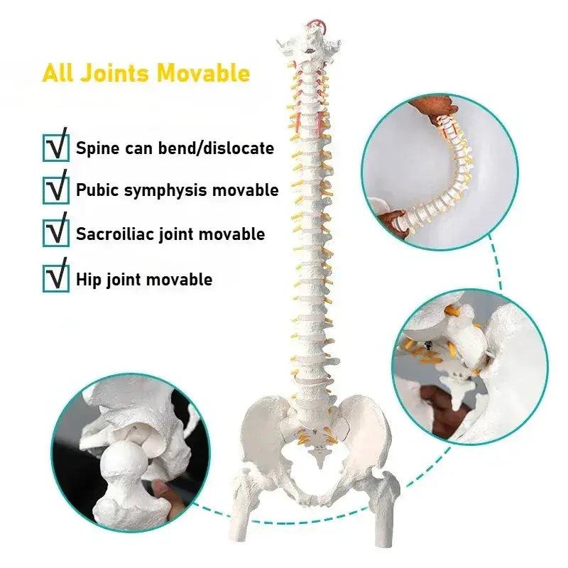  Flexible Spine Model 45cm With Pelvis For Anatomy Teaching -  ToylandEU™