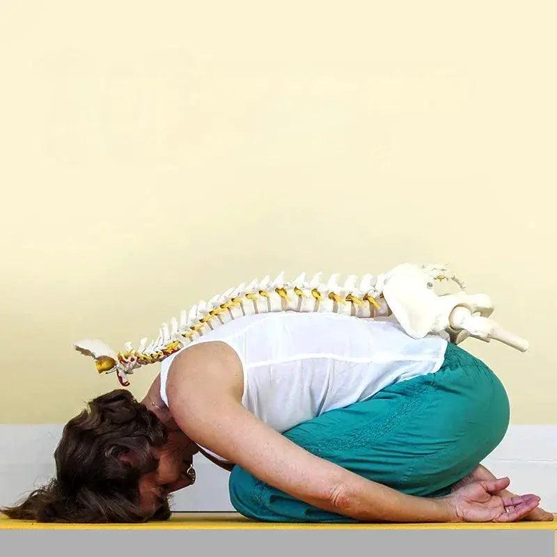  Flexible Spine Model 45cm With Pelvis For Anatomy Teaching -  ToylandEU™