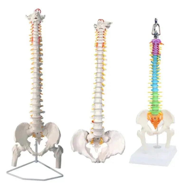  Flexible Spine Model 45cm With Pelvis For Anatomy Teaching -  ToylandEU™