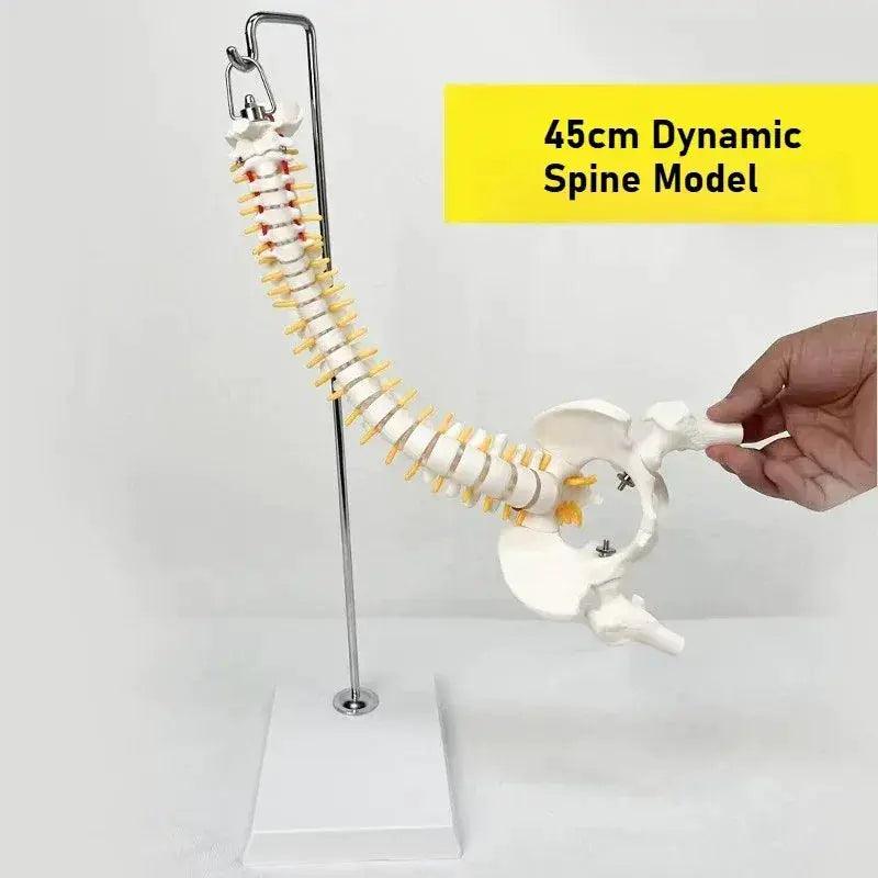  Flexible Spine Model 45cm With Pelvis For Anatomy Teaching -  ToylandEU™