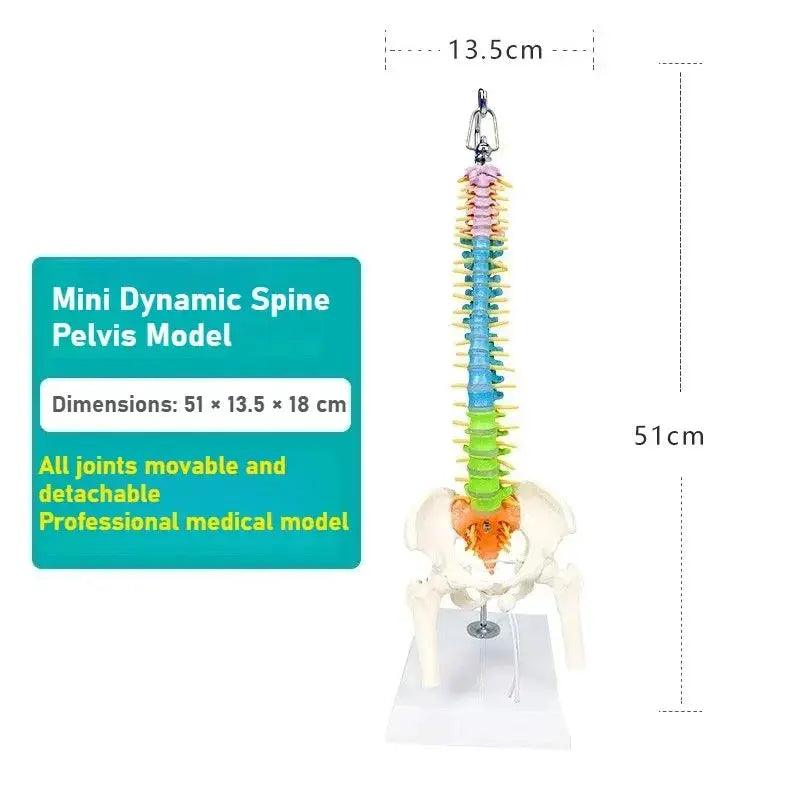  Flexible Spine Model 45cm With Pelvis For Anatomy Teaching -  ToylandEU™