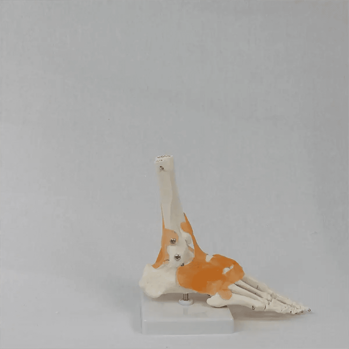 Foot Anatomy Model With Ligaments 360 Degree Rotating Base - ToylandEU
