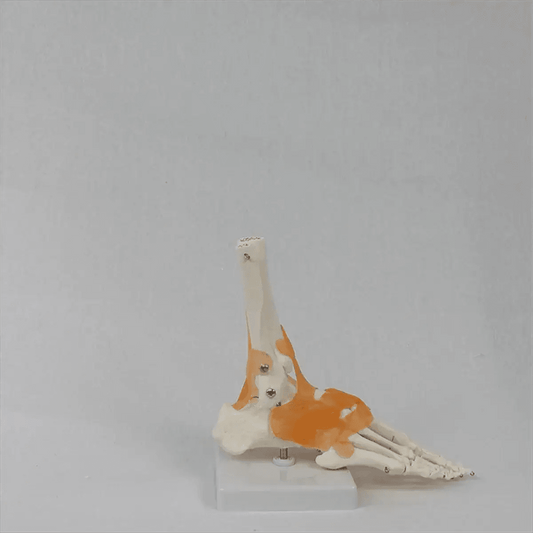  Foot Anatomy Model With Ligaments 360 Rotating Base -  ToylandEU™