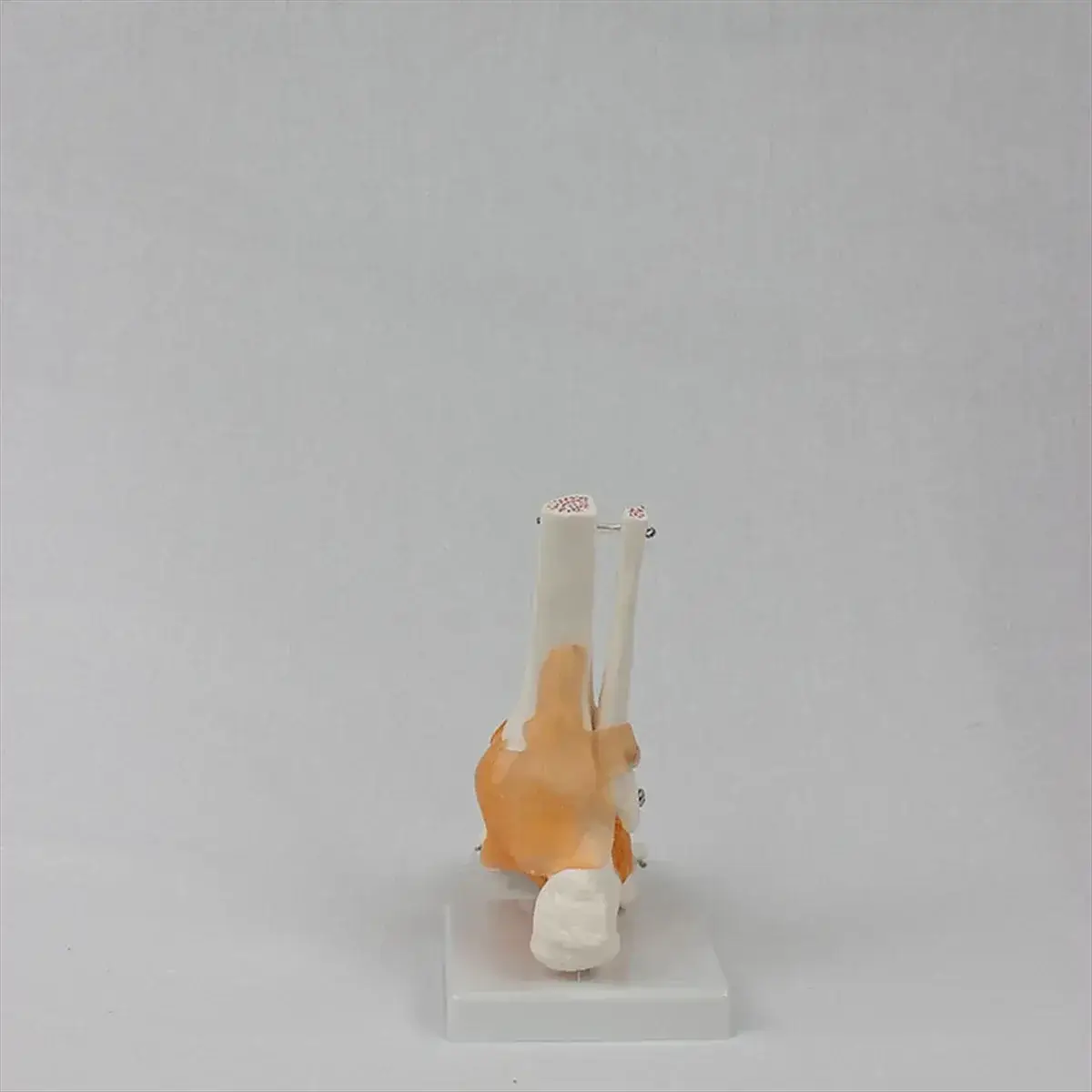 Foot Anatomy Model With Ligaments 360 Degree Rotating Base - ToylandEU