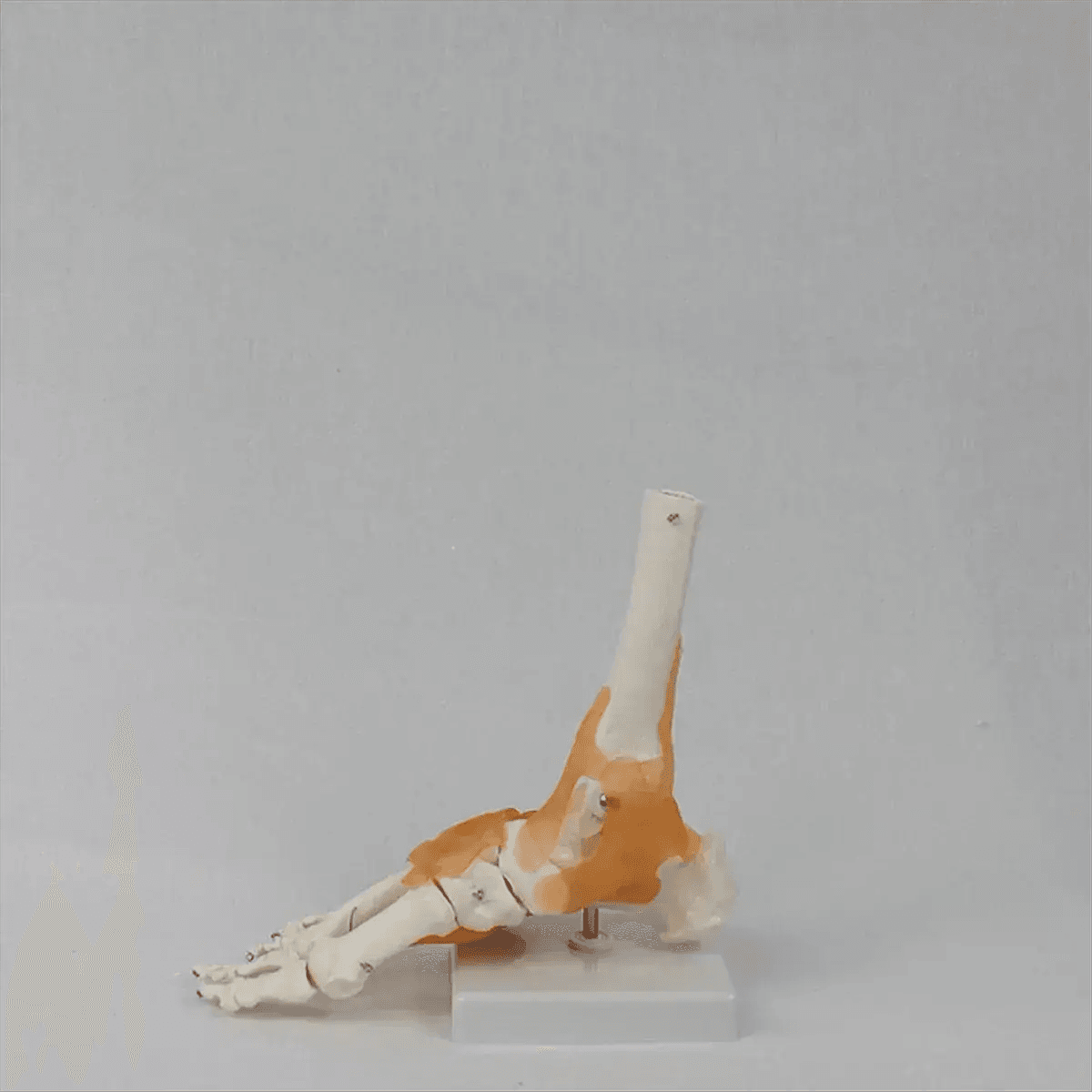 Foot Anatomy Model With Ligaments 360 Degree Rotating Base - ToylandEU