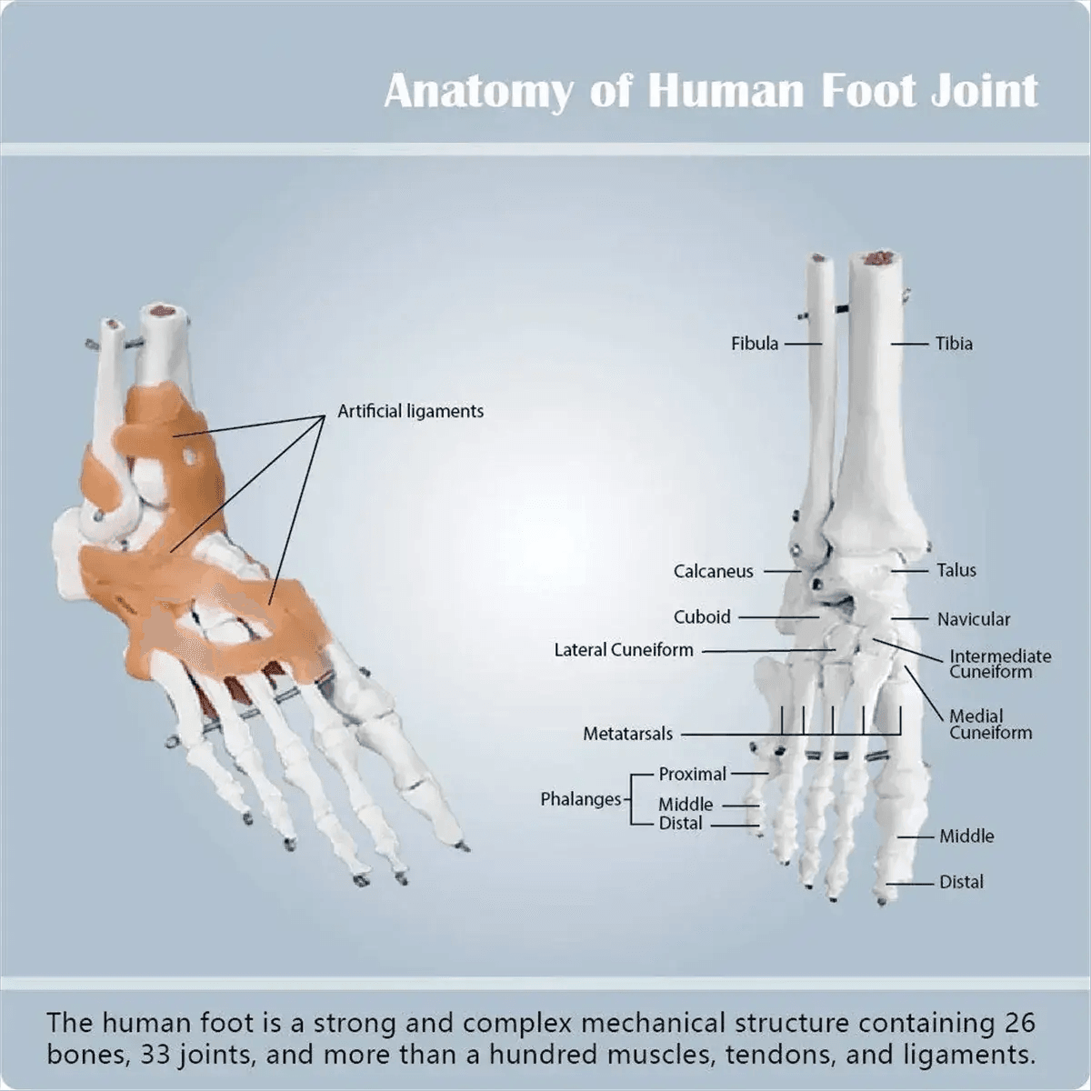 Foot Anatomy Model With Ligaments 360 Degree Rotating Base - ToylandEU