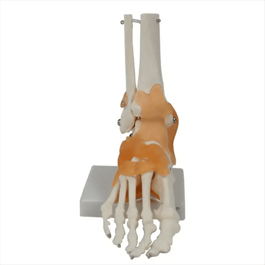  Foot Anatomy Model With Ligaments 360 Rotating Base -  ToylandEU™