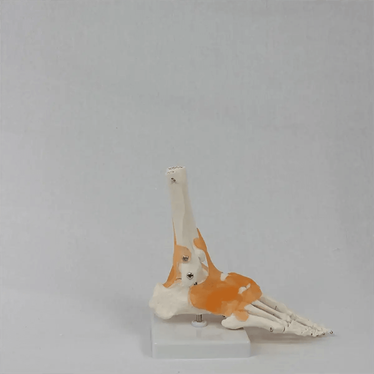  Foot Anatomy Model With Ligaments 360 Rotating Base -  ToylandEU™