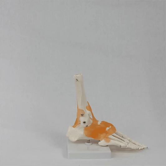  Foot Anatomy Model With Ligaments 360 Rotating Base -  ToylandEU™