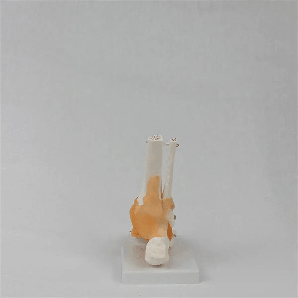 Foot Anatomy Model With Ligaments 360 Rotating Base -  ToylandEU™