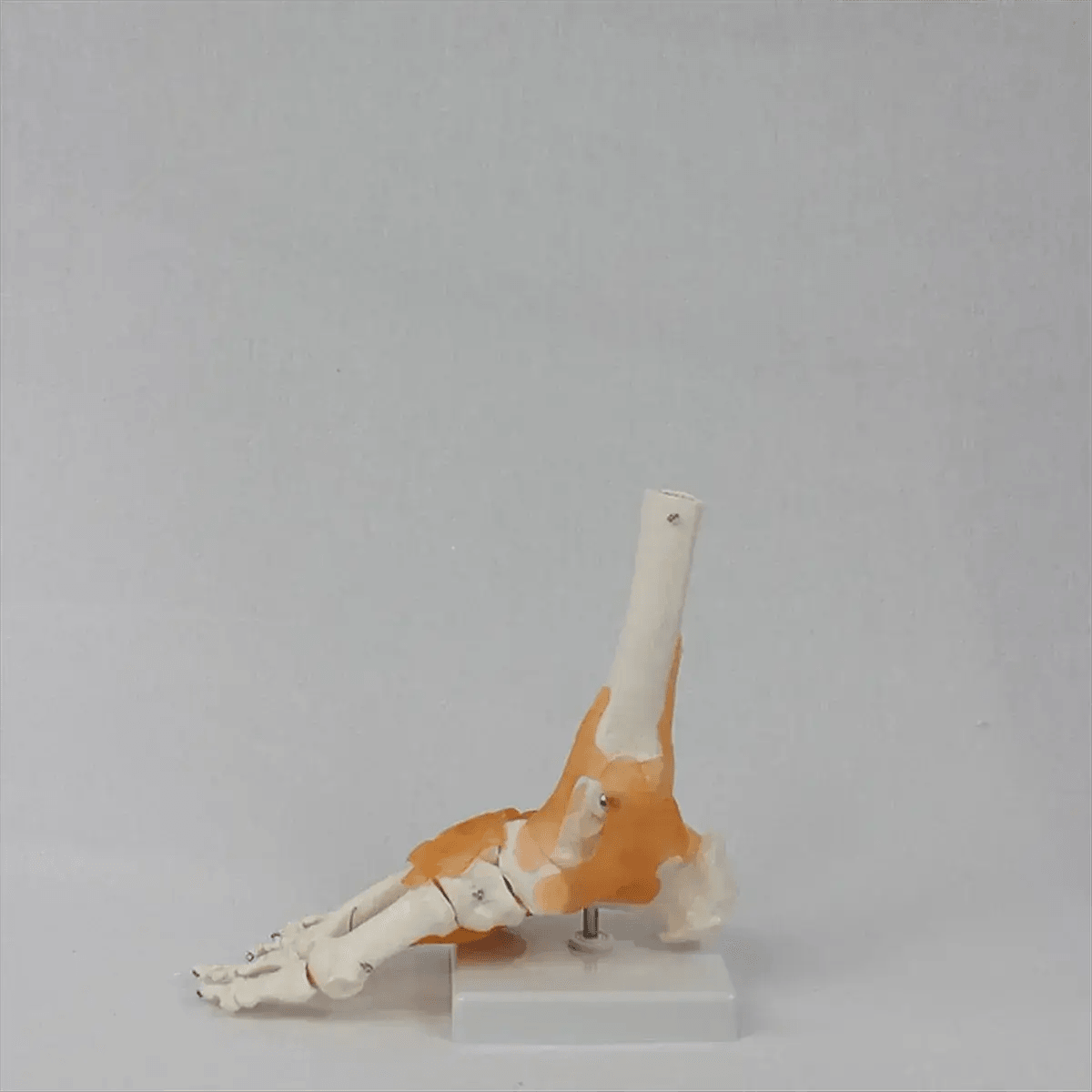  Foot Anatomy Model With Ligaments 360 Rotating Base -  ToylandEU™