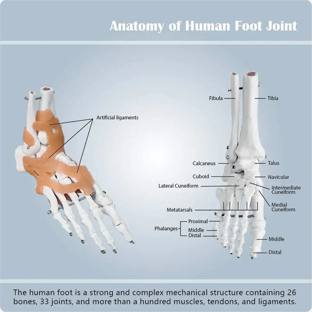  Foot Anatomy Model With Ligaments 360 Rotating Base -  ToylandEU™