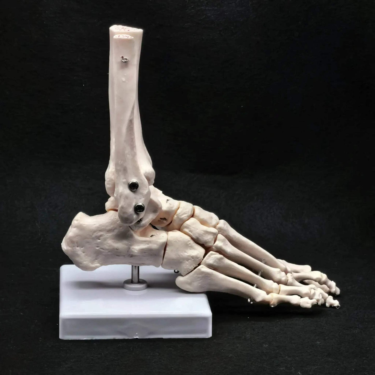 Foot Ankle Skeleton Model Life Size For Medical Teaching - ToylandEU