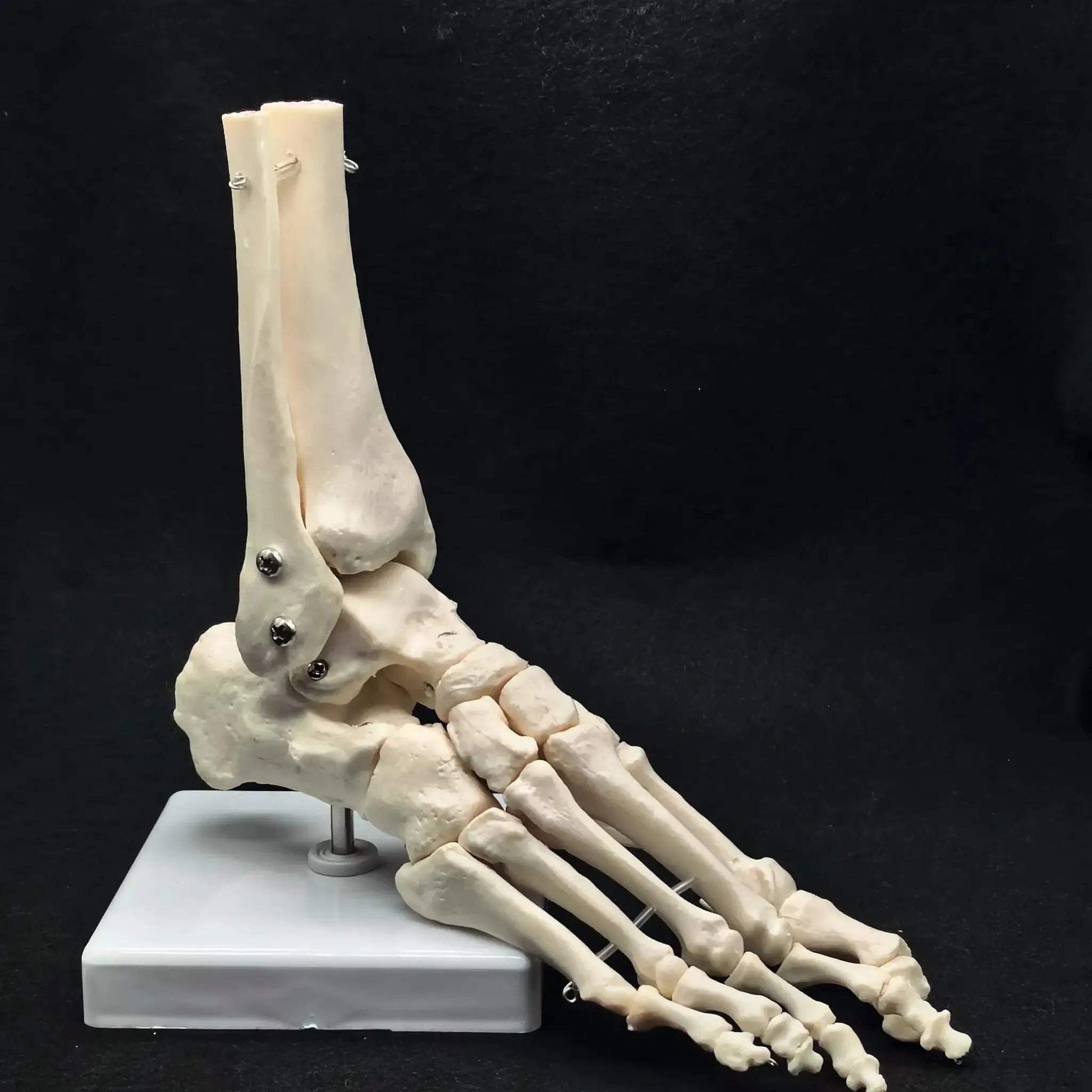 Foot Ankle Skeleton Model Life Size For Medical Teaching - ToylandEU