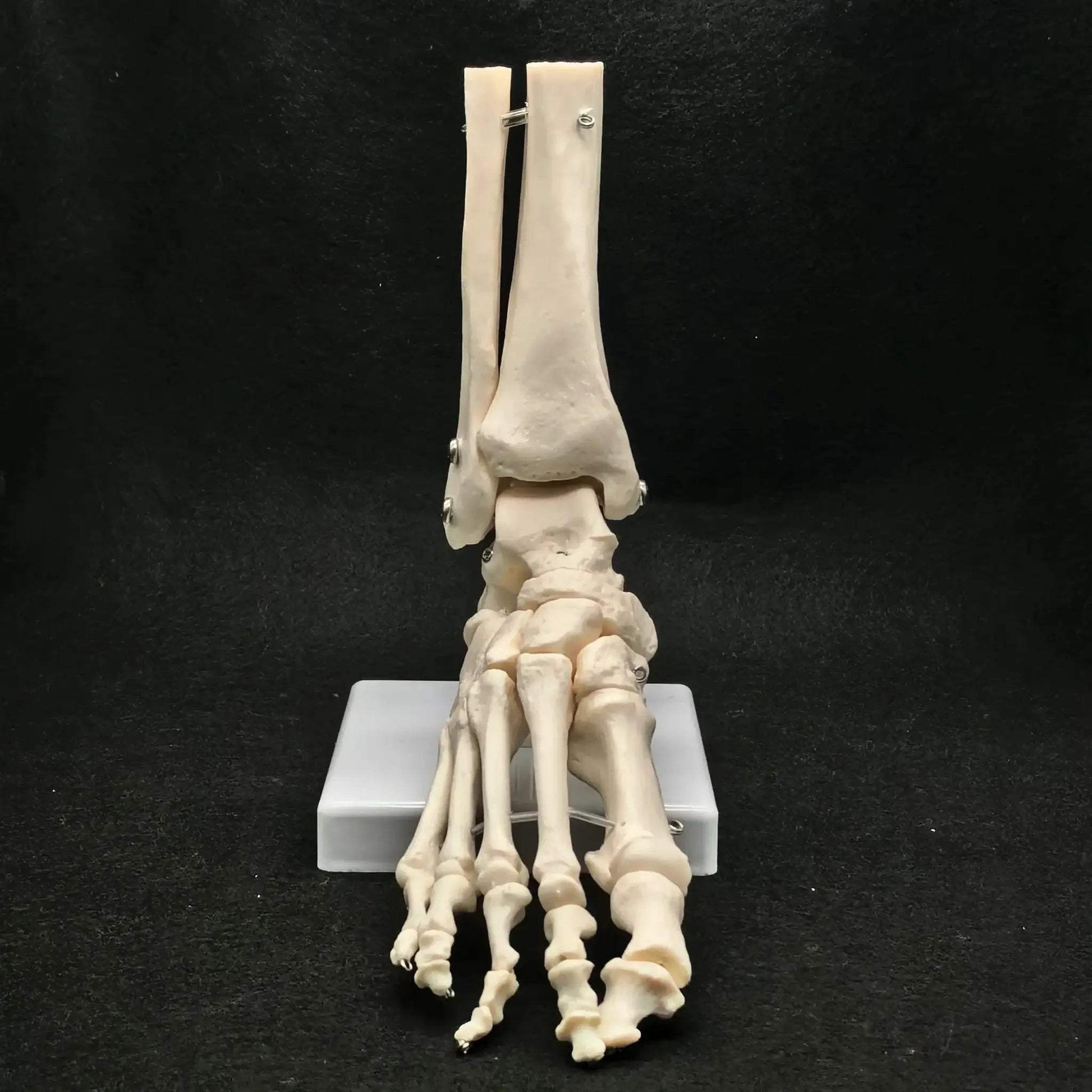 Foot Ankle Skeleton Model Life Size For Medical Teaching - ToylandEU