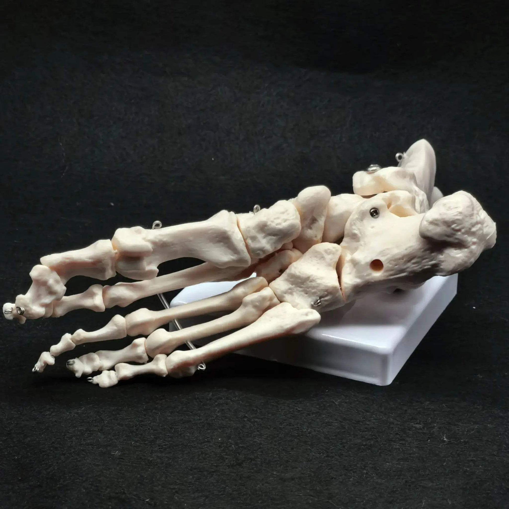 Foot Ankle Skeleton Model Life Size For Medical Teaching - ToylandEU