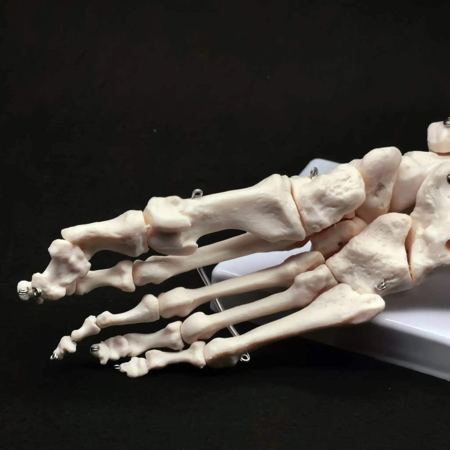 Foot Ankle Skeleton Model Life Size For Medical Teaching - ToylandEU