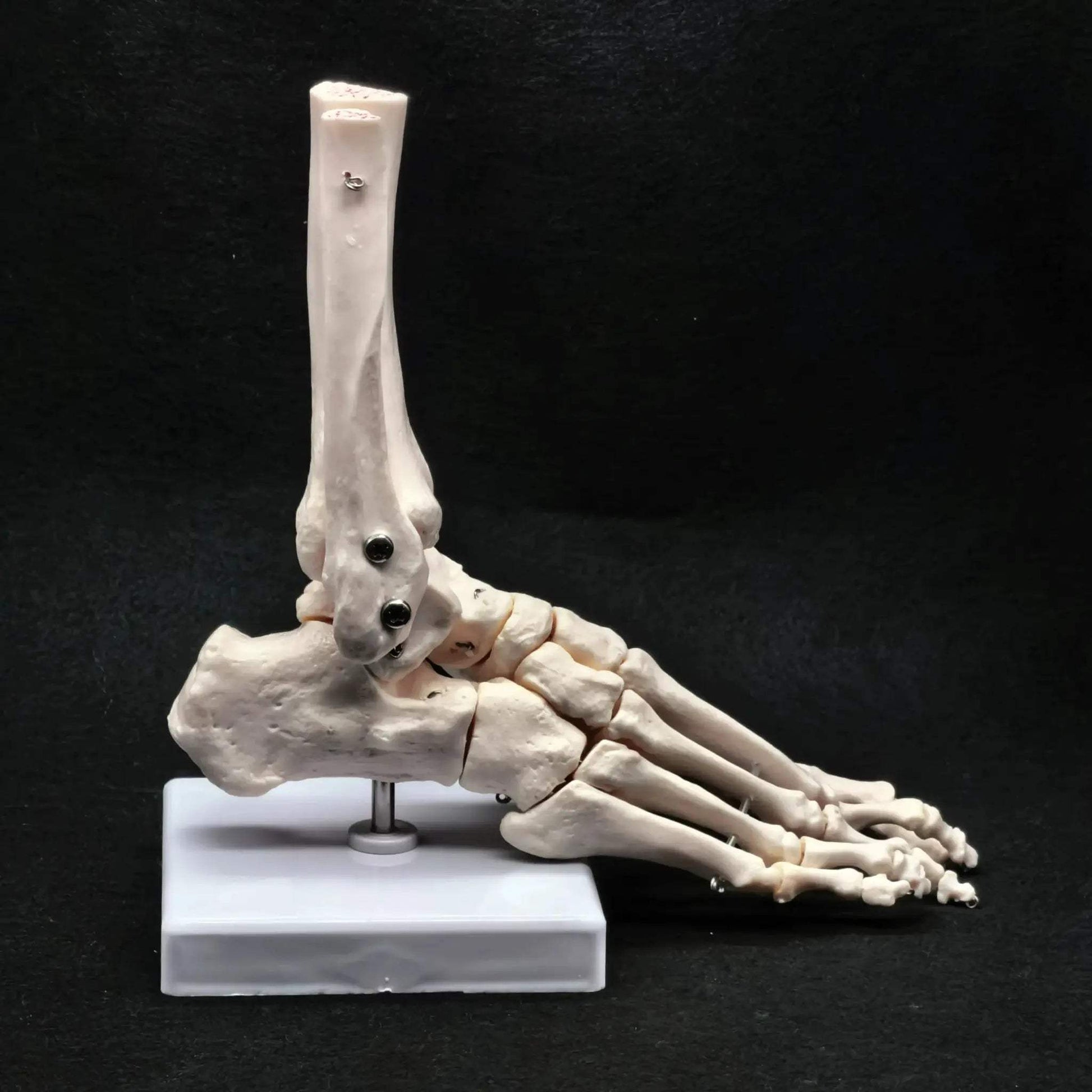 Foot Ankle Skeleton Model Life Size For Medical Teaching - ToylandEU