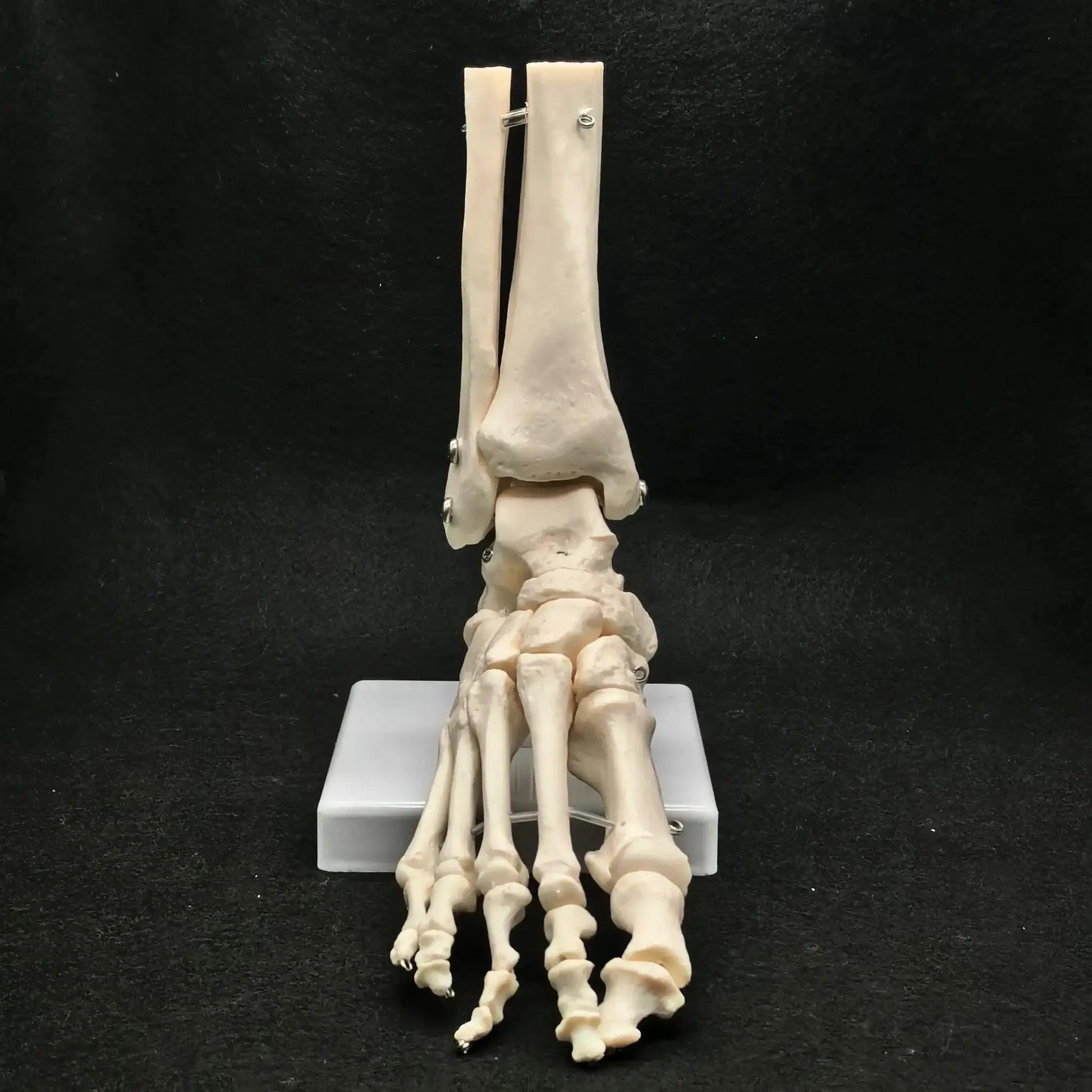  Foot Ankle Skeleton Model Life Size Medical Teaching -  ToylandEU™