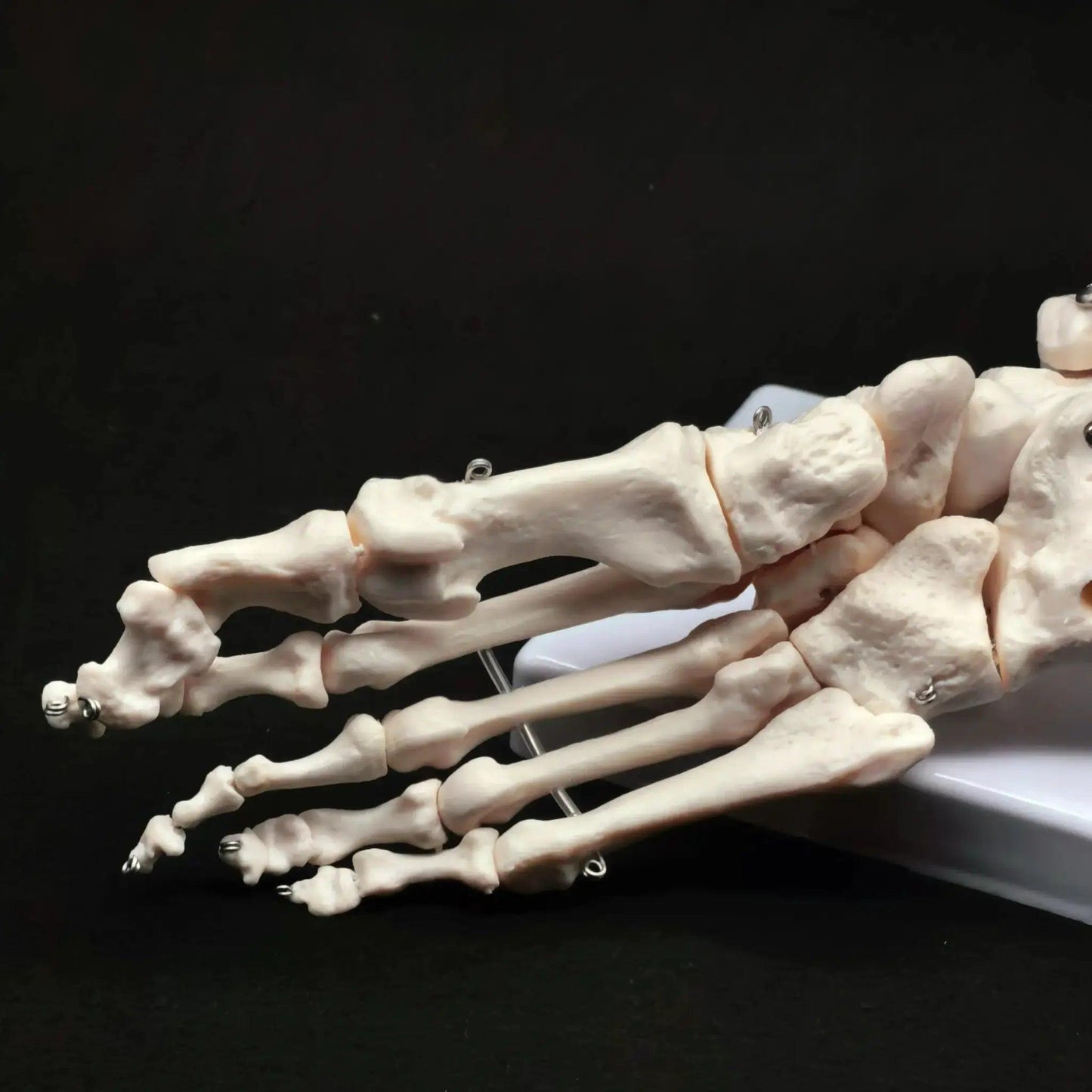  Foot Ankle Skeleton Model Life Size Medical Teaching -  ToylandEU™