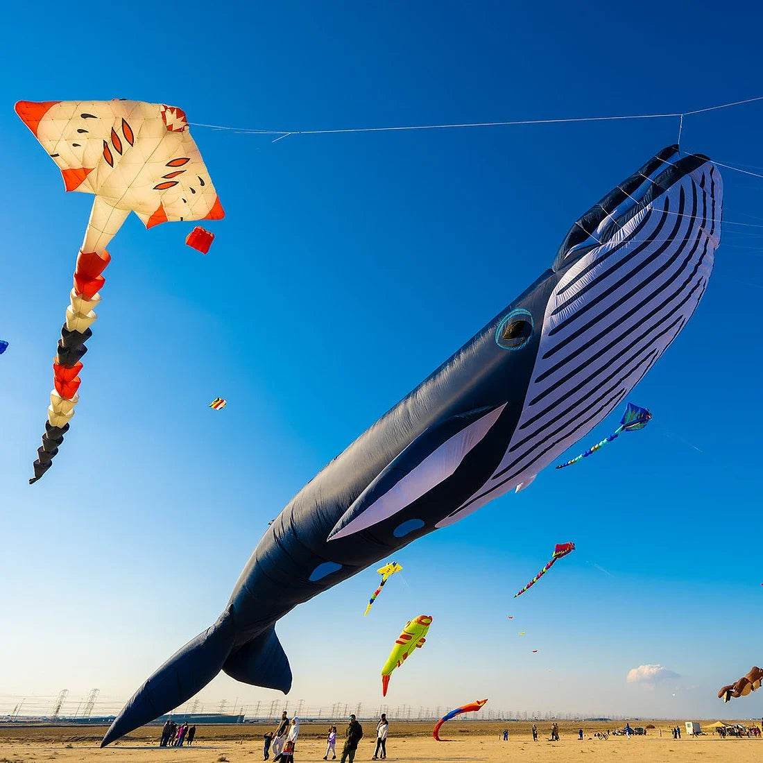 Free Delivery Kite Whale Soft 9M 30D For Beach Festivals - ToylandEU