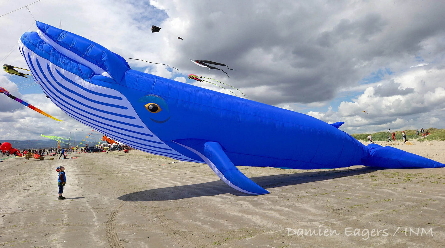 Free Delivery Kite Whale Soft 9M 30D For Beach Festivals - ToylandEU