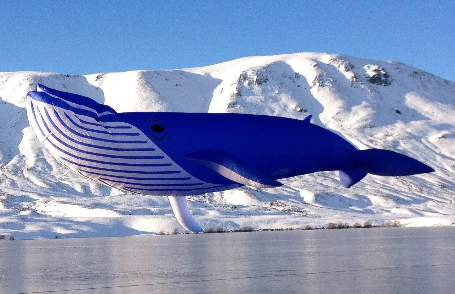 Free Delivery Kite Whale Soft 9M 30D For Beach Festivals - ToylandEU