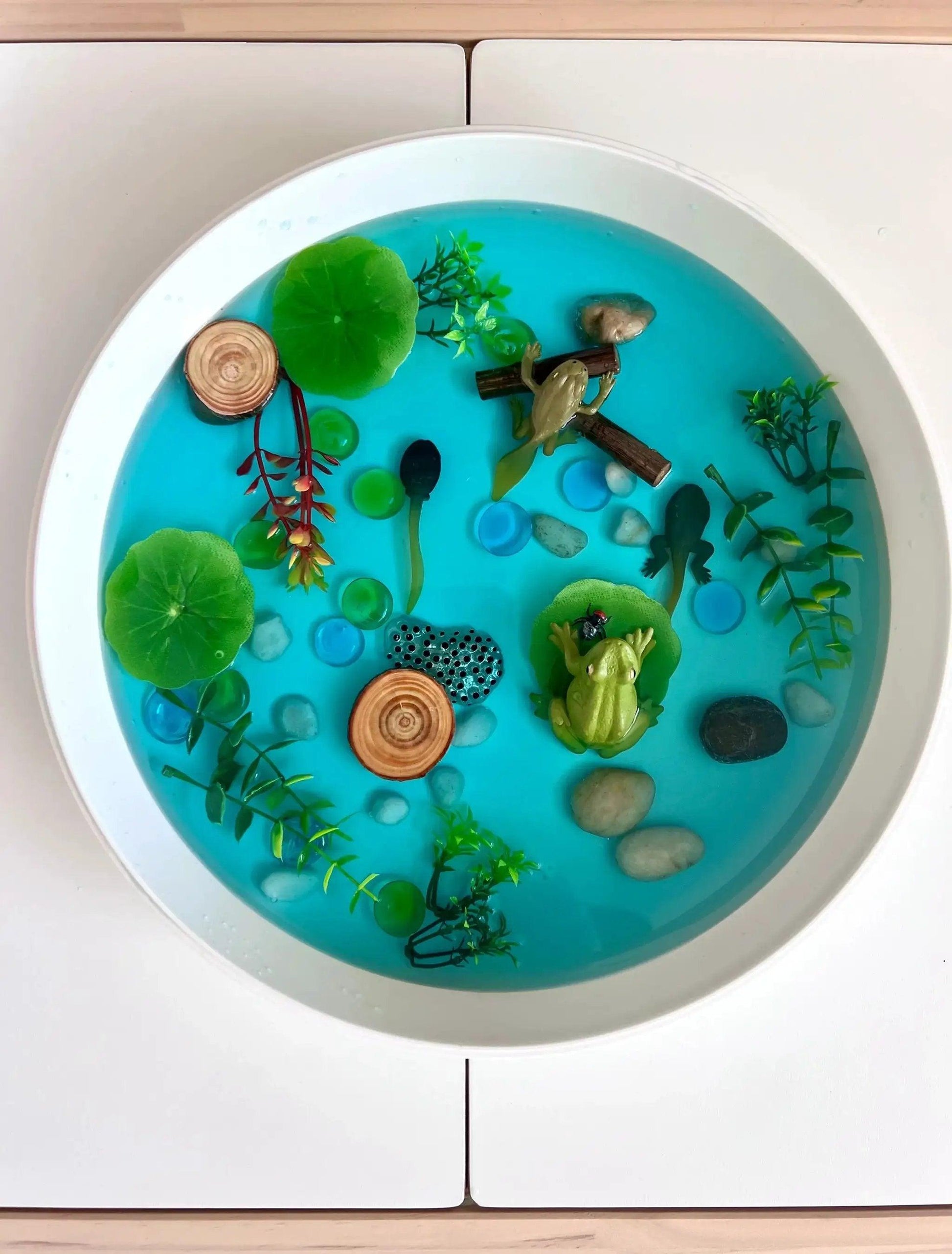  Frog Life Cycle Sensory Kit Hands On for Water Play -  ToylandEU™
