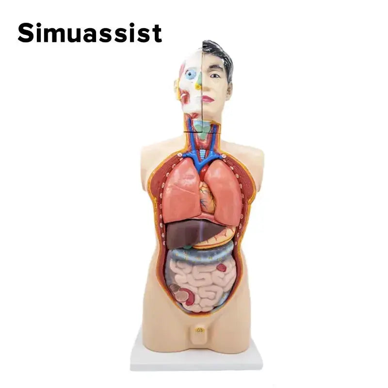 Full Size Male Torso Model With Viscera For Dissection - ToylandEU