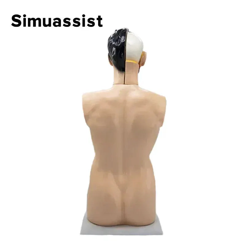 Full Size Male Torso Model With Viscera For Dissection - ToylandEU