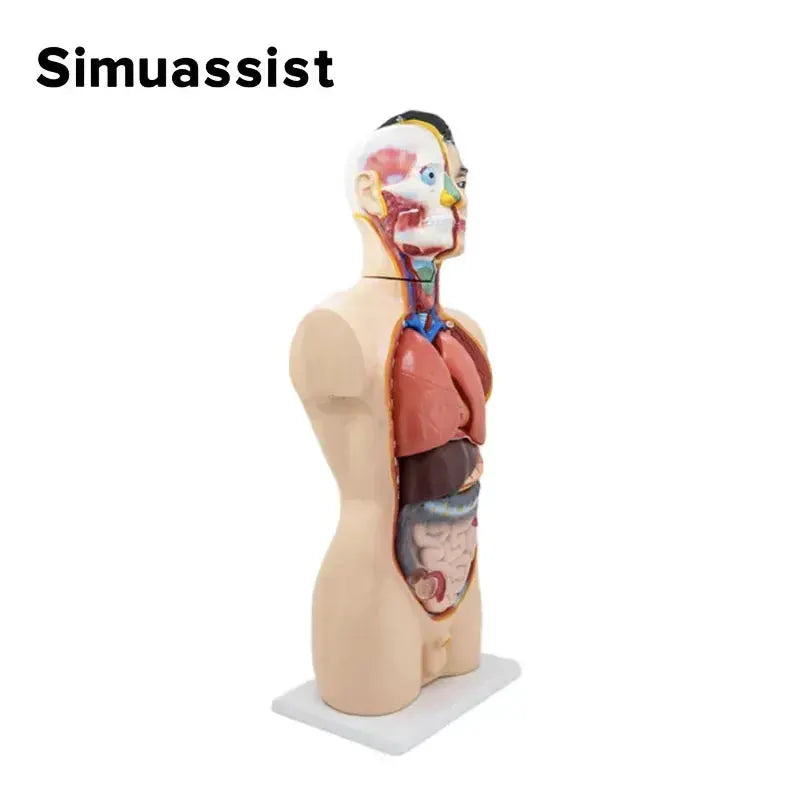 Full Size Male Torso Model With Viscera For Dissection - ToylandEU