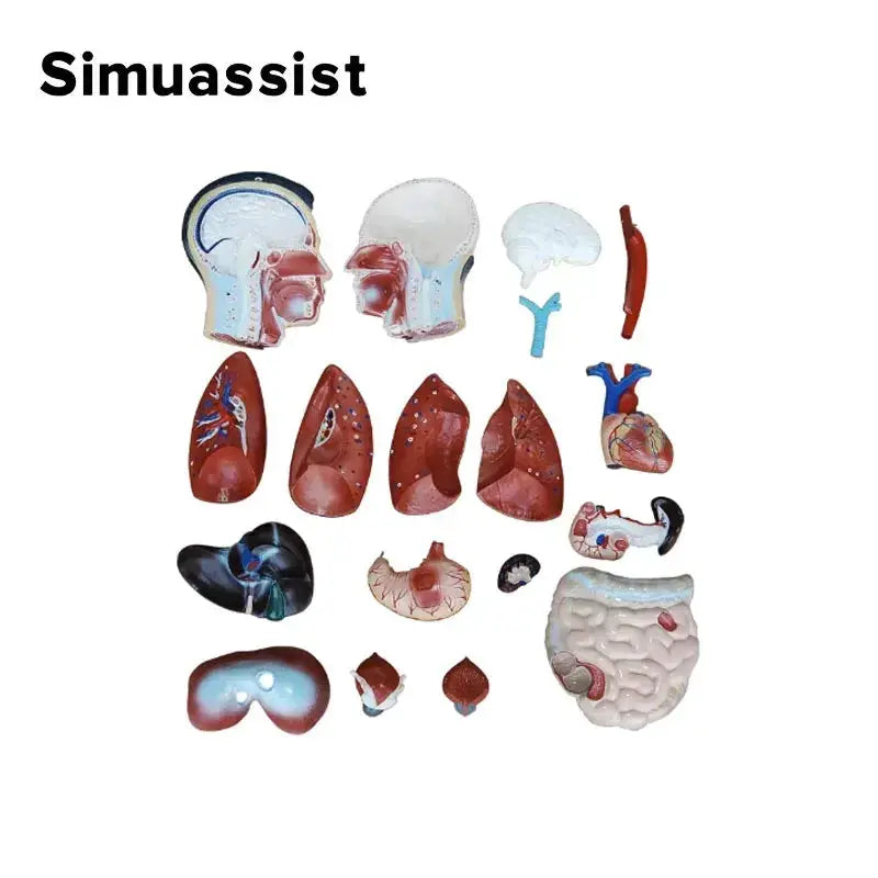 Full Size Male Torso Model With Viscera For Dissection - ToylandEU