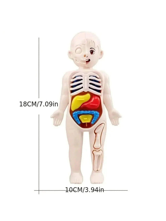  Fun Anatomy Toy Set 14Piece Learning Kit Toyland EU -  ToylandEU™