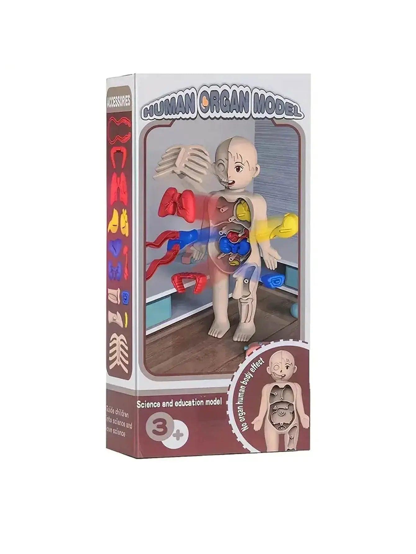  Fun Anatomy Toy Set 14Piece Learning Kit Toyland EU -  ToylandEU™