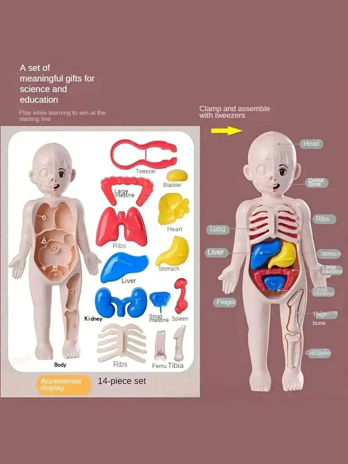  Fun Anatomy Toy Set 14Piece Learning Kit Toyland EU -  ToylandEU™