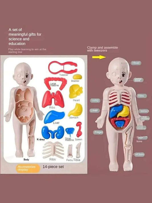  Fun Anatomy Toy Set 14Piece Learning Kit Toyland EU -  ToylandEU™