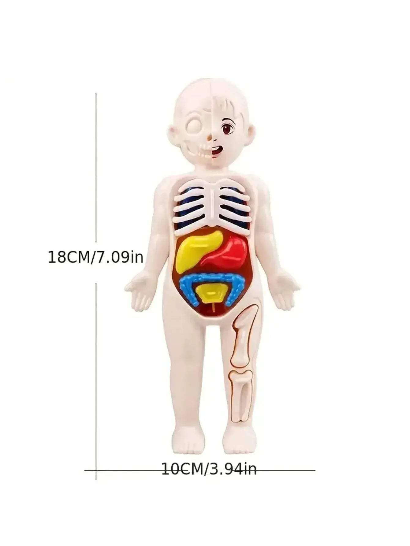  Fun Anatomy Toy Set 14Piece Learning Kit Toyland EU -  ToylandEU™