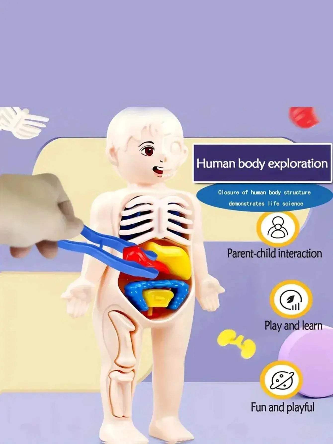  Fun Anatomy Toy Set 14Piece Learning Kit Toyland EU -  ToylandEU™