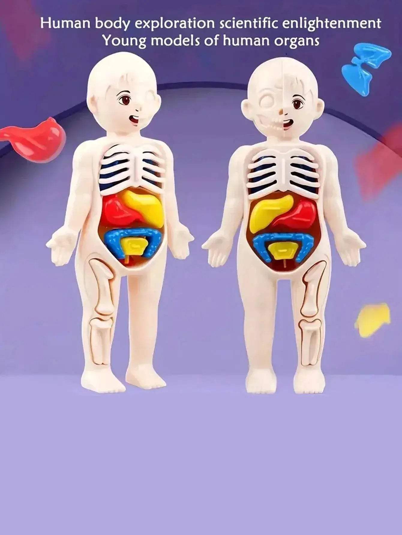  Fun Anatomy Toy Set 14Piece Learning Kit Toyland EU -  ToylandEU™
