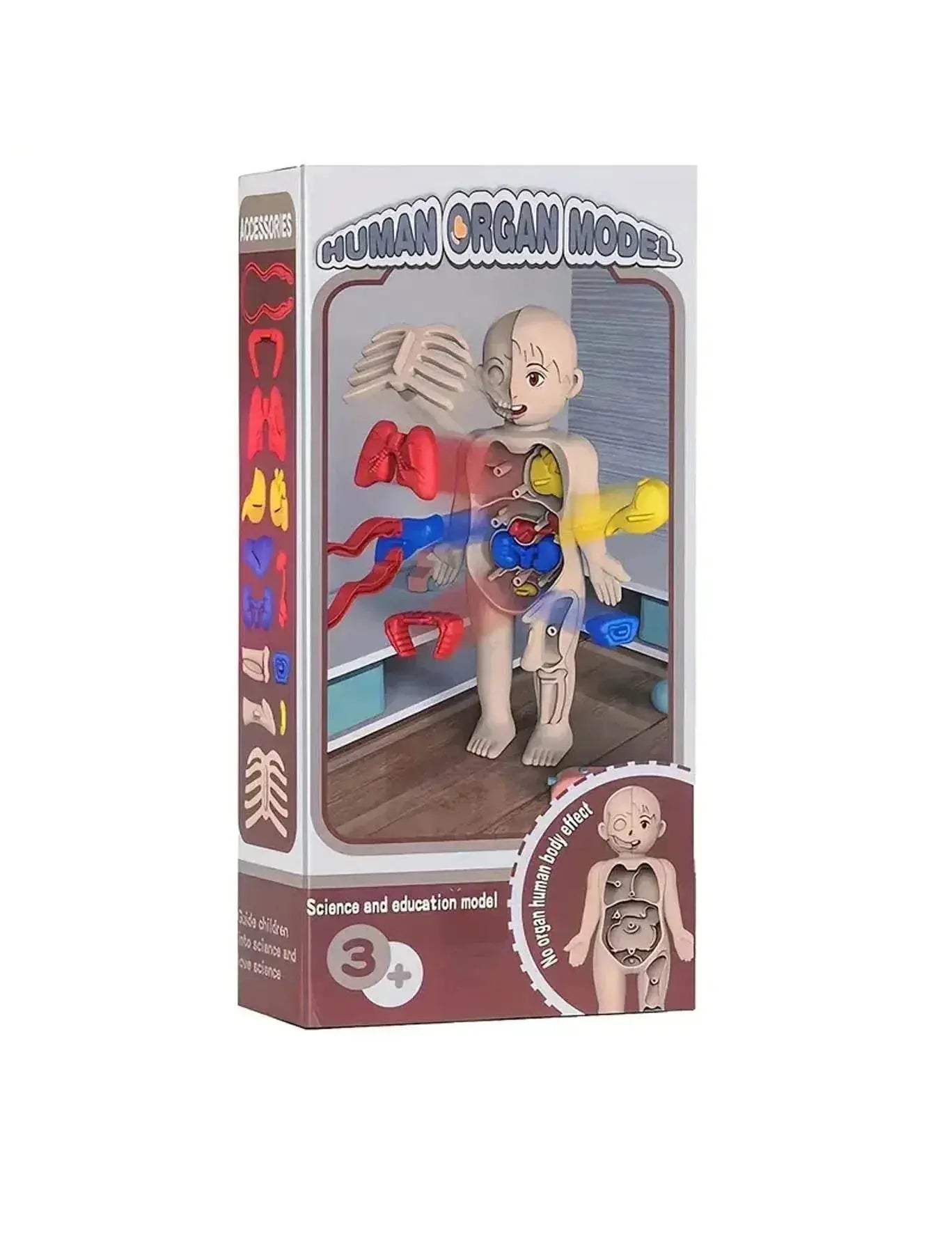 Fun Anatomy Toy Set 14Piece Learning Kit Toyland EU -  ToylandEU™