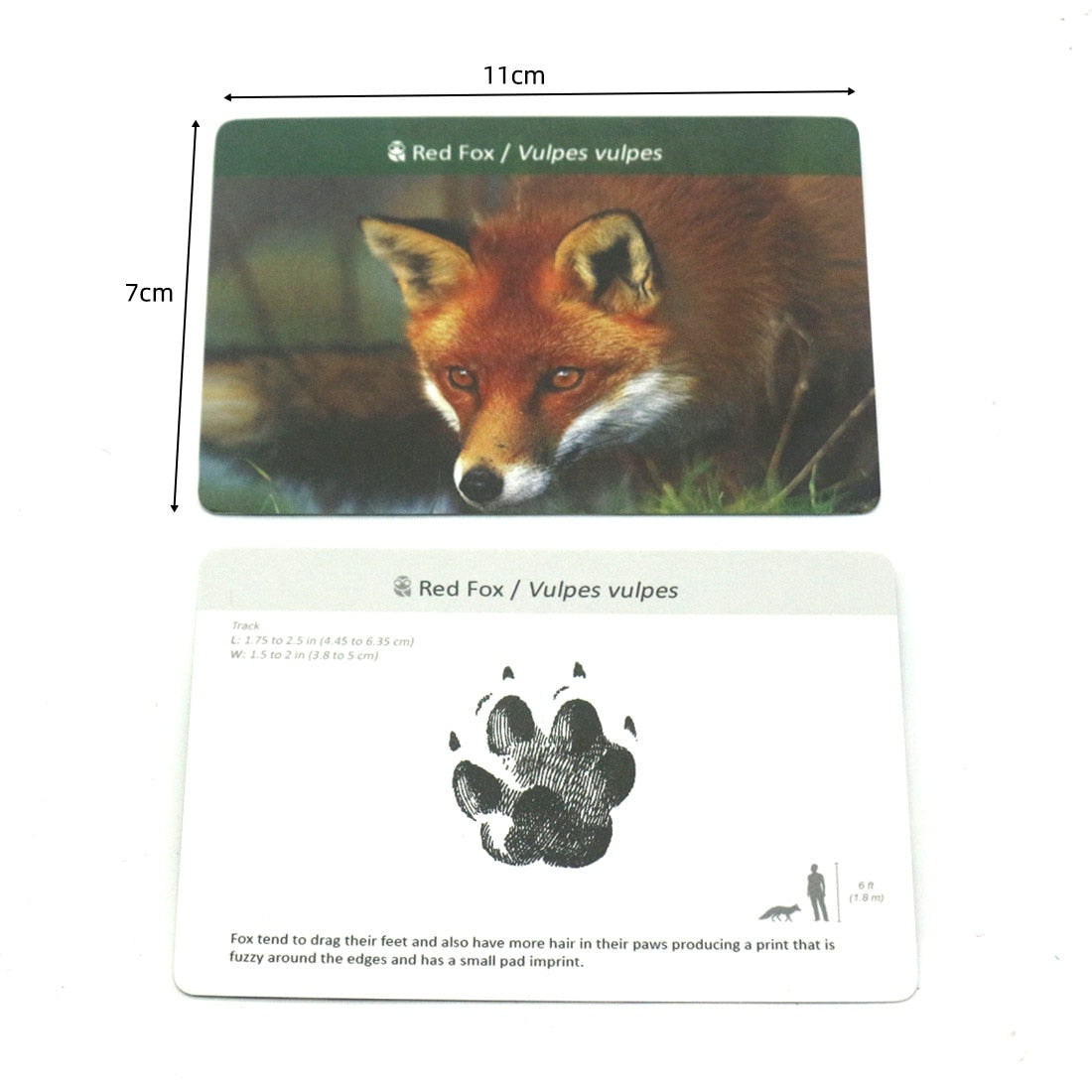 Animals and Footprints Montessori English Flash Cards for Early Learning - ToylandEU