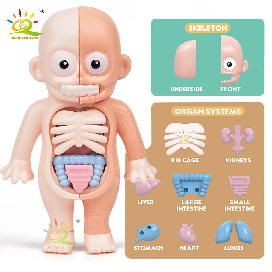 HUIQIBAO Kid Montessori 3D Puzzle Human Body Anatomy Model Educational Learning Organ Assembled Toy Body Teaching Tool Children - ToylandEU