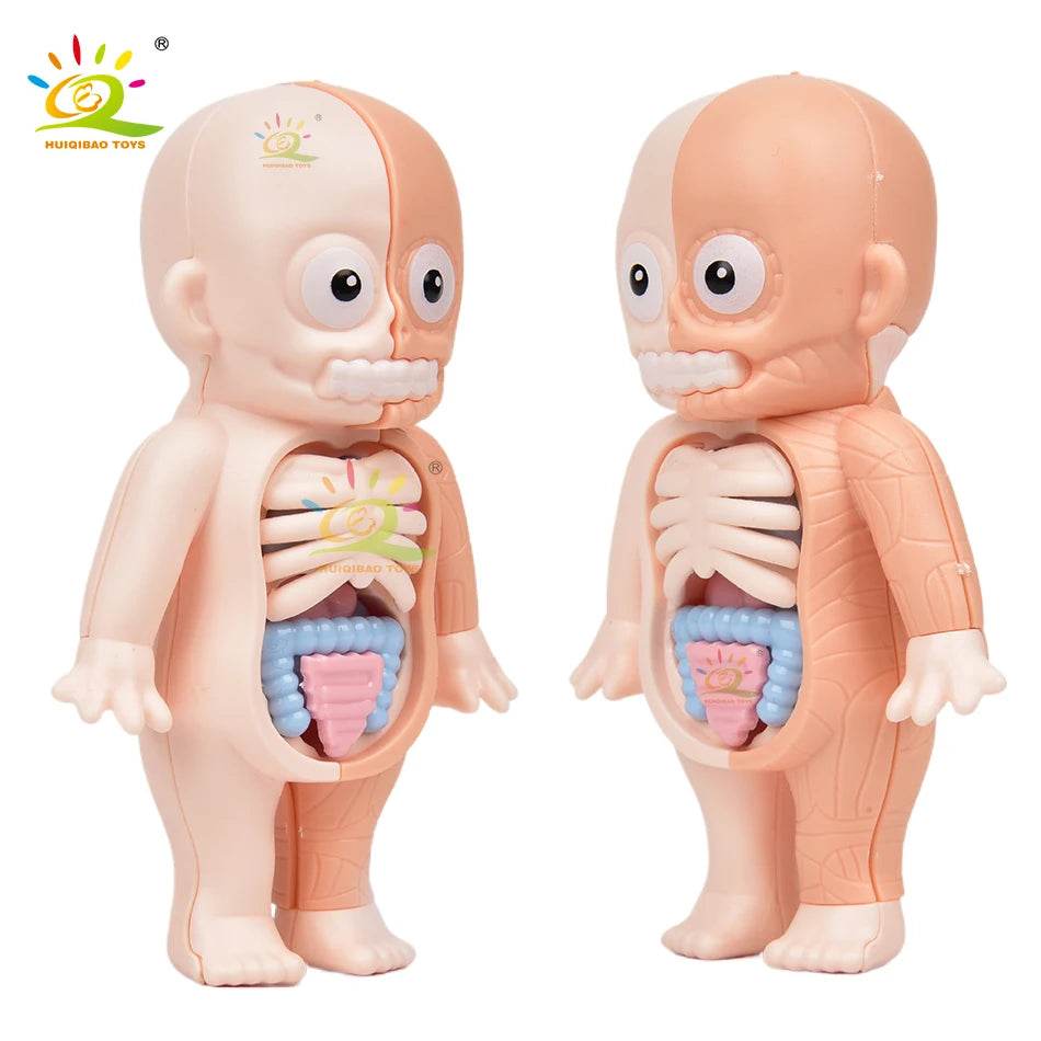 HUIQIBAO Kid Montessori 3D Puzzle Human Body Anatomy Model Educational Learning Organ Assembled Toy Body Teaching Tool Children - ToylandEU