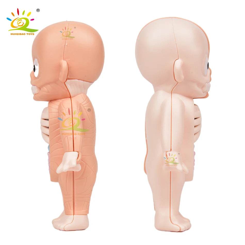 HUIQIBAO Kid Montessori 3D Puzzle Human Body Anatomy Model Educational Learning Organ Assembled Toy Body Teaching Tool Children - ToylandEU